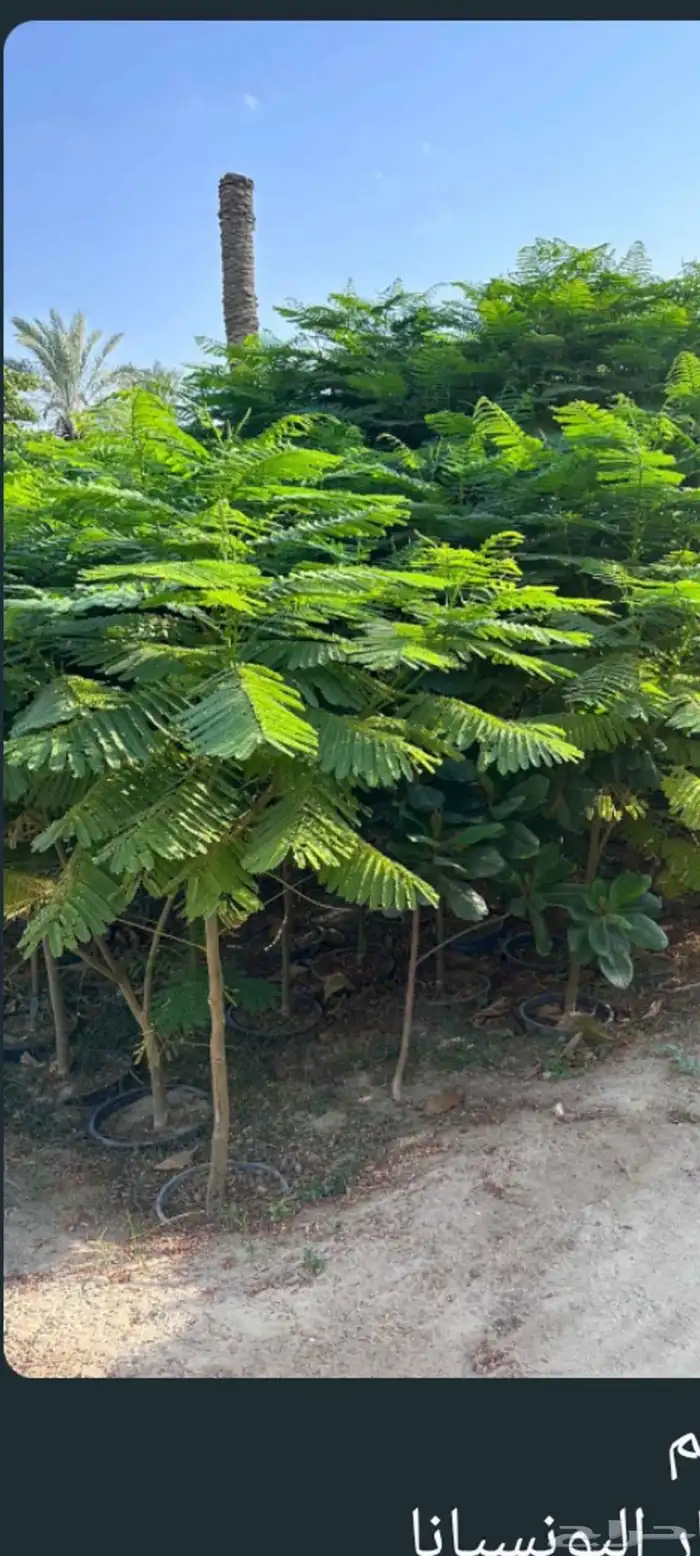 مشاتل الدمام بسعر الجمله 4
