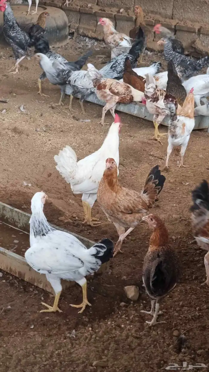 دجاج بلدي بياض 4