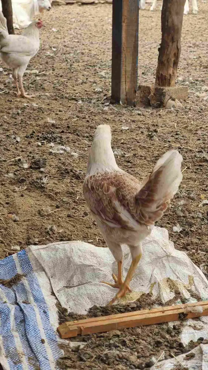 دجاج بلدي بشاير 19