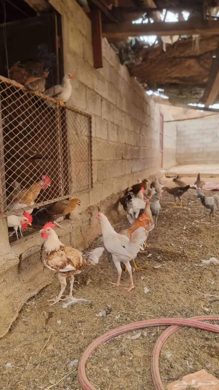 دجاج بلدي بياض 2