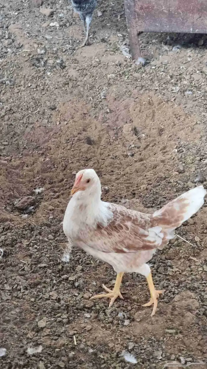 دجاج بلدي بشاير 2