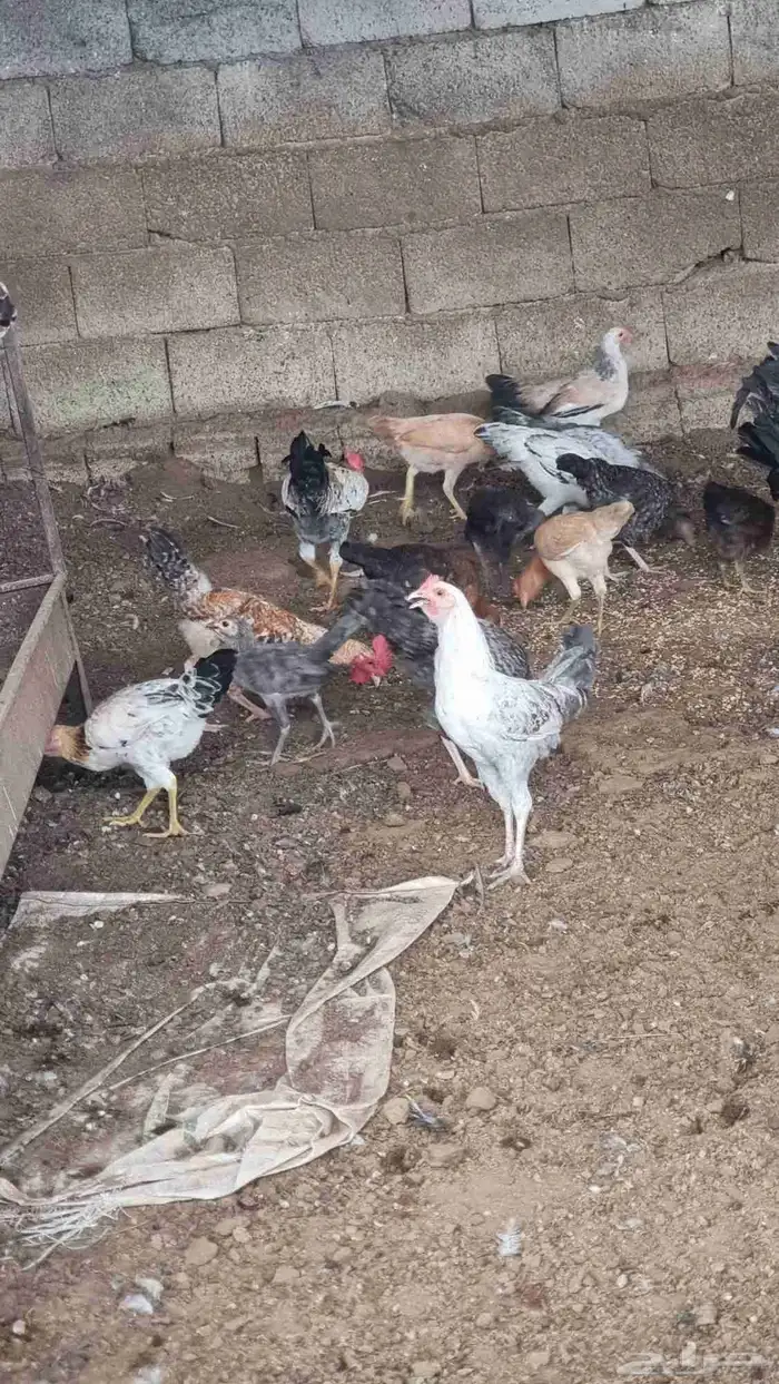 دجاج بلدي بشاير 9