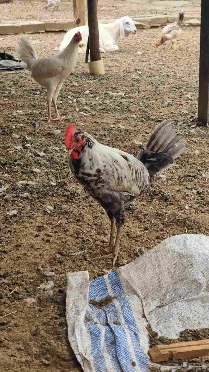 دجاج بلدي بشاير 18