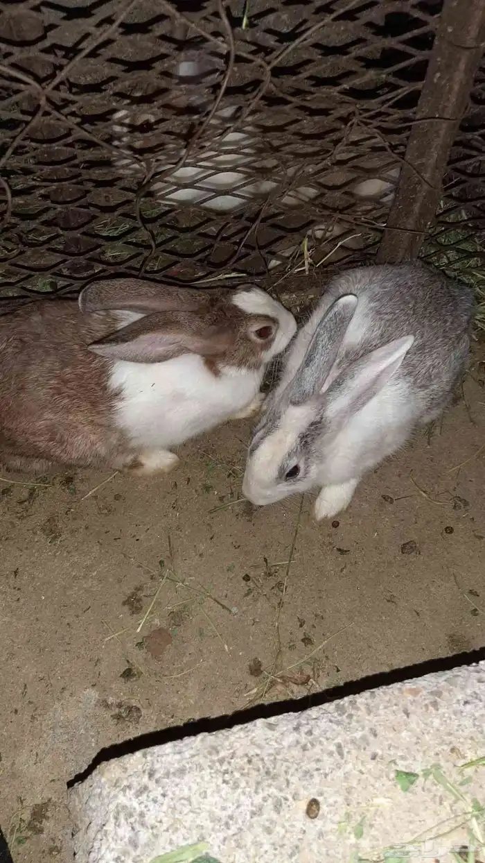 أرنب بلدي إناث 0