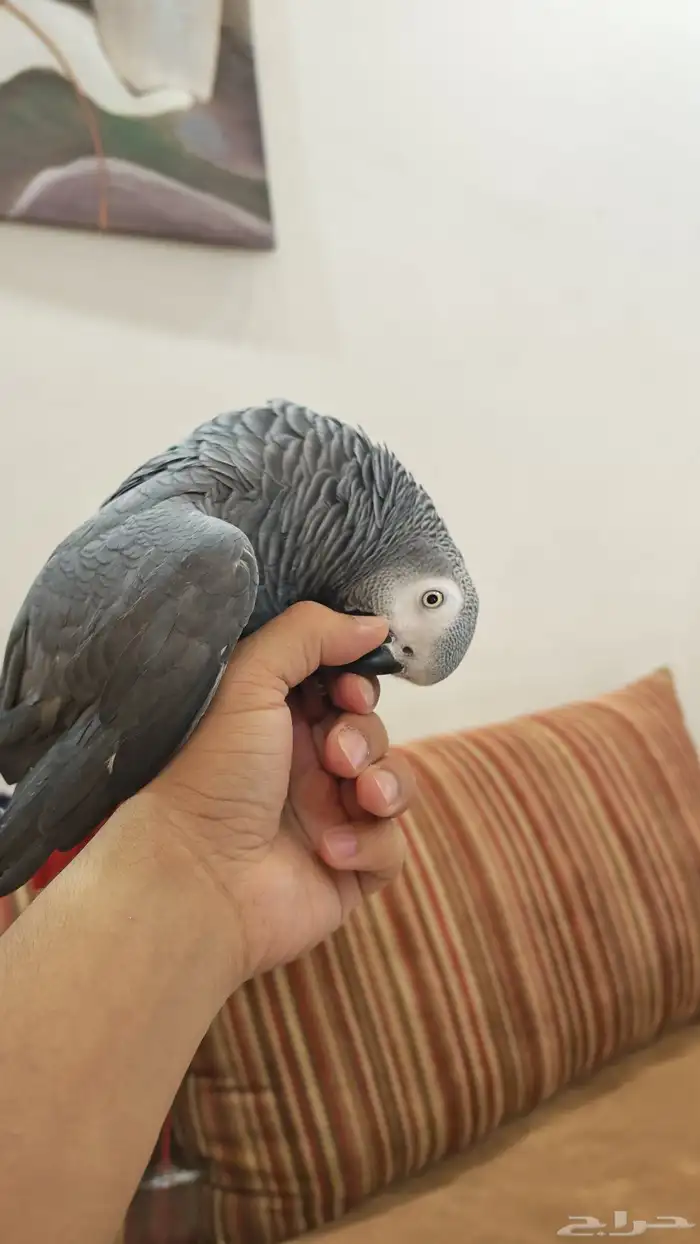 انثى كاسكو متكلمه 2