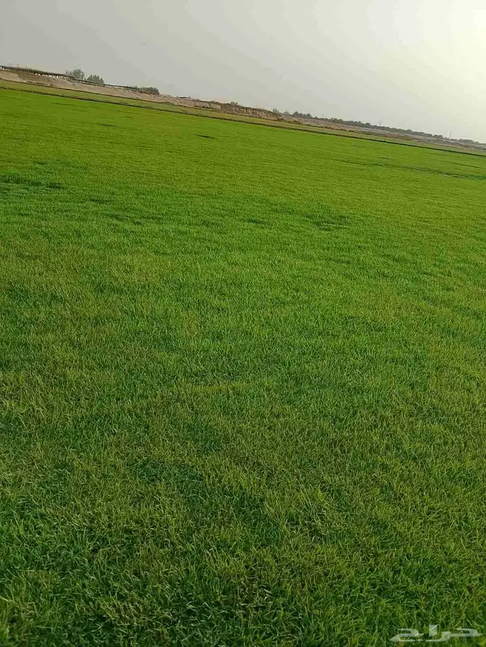 نجيل طبيعي 0