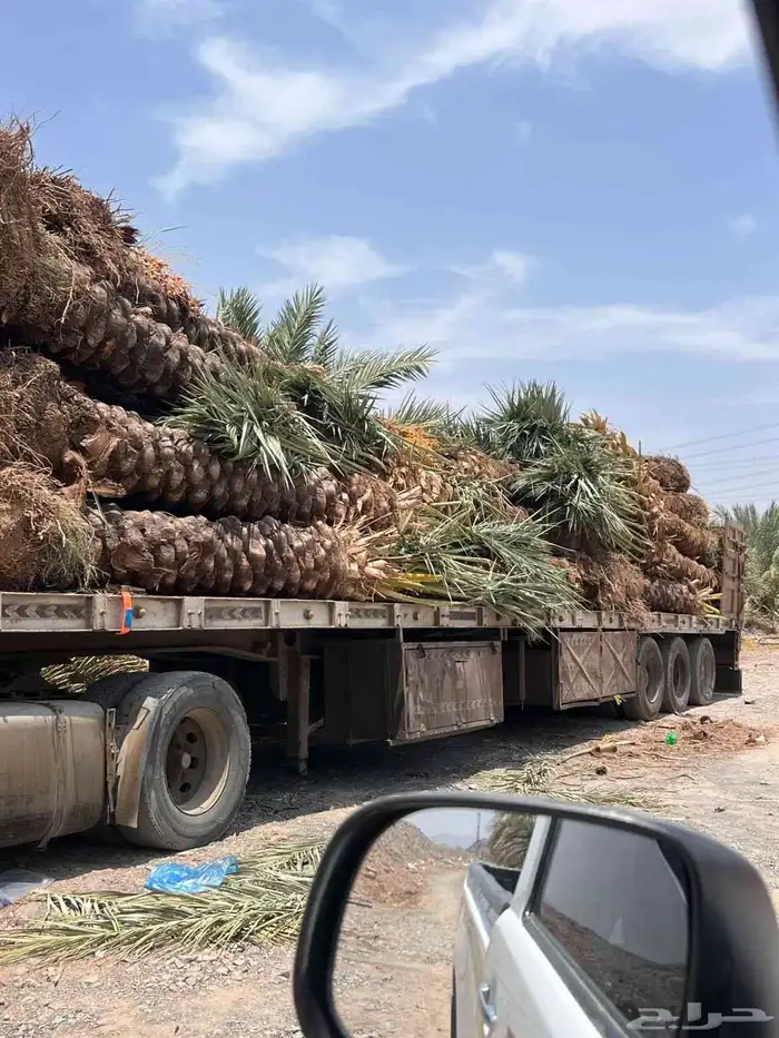 نخل للبيع 0