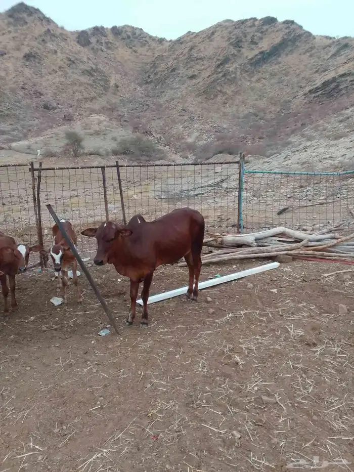 حسيل بلدي للبيع 0