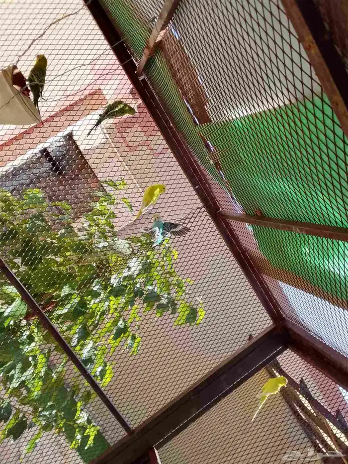 بيع بادجي اعمار صغيره غير معروف الجنس 0