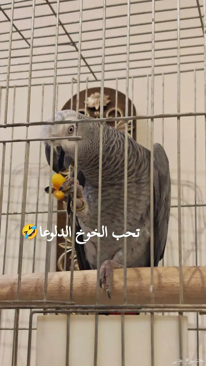 انثى كاسكو متكلمه 5