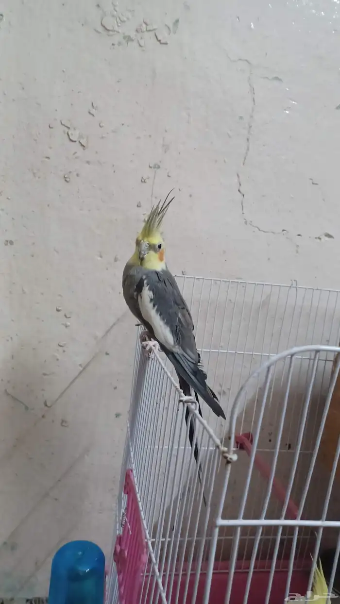 جوز كروان للانتاج 3
