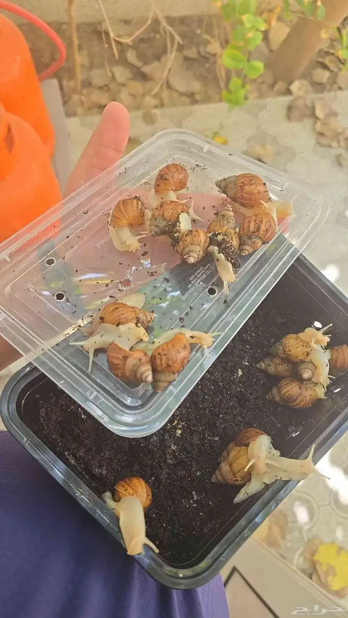 للبيع حلزون احجام صغيره ووسط اسعار مناسبه للجمله العدد40 حبه 1