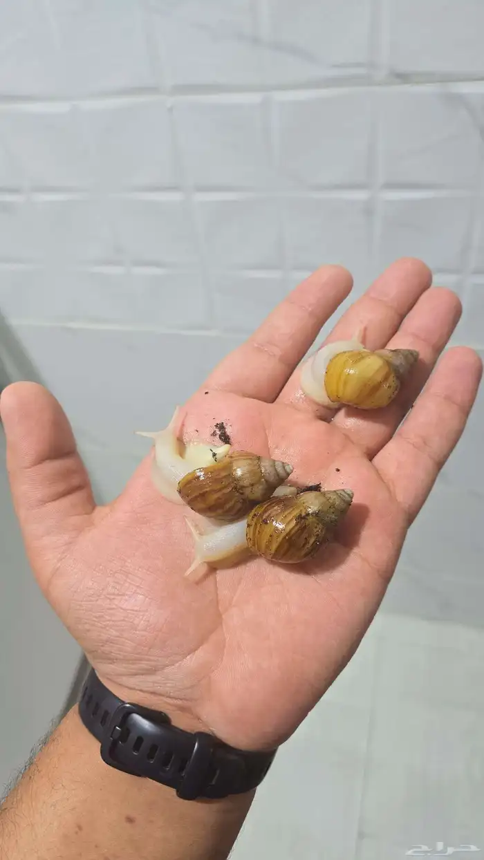 للبيع حلزون احجام صغيره ووسط اسعار مناسبه للجمله العدد40 حبه 0