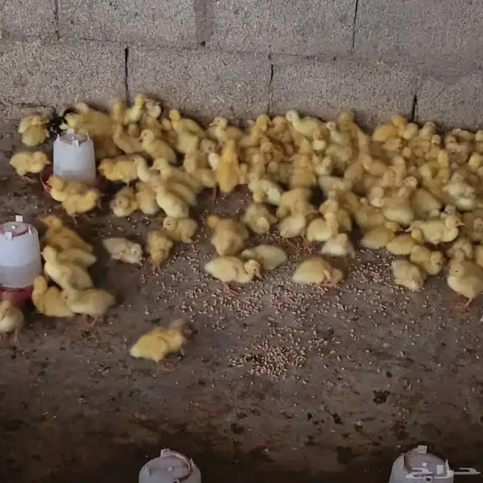 صوص بط بكيني 1
