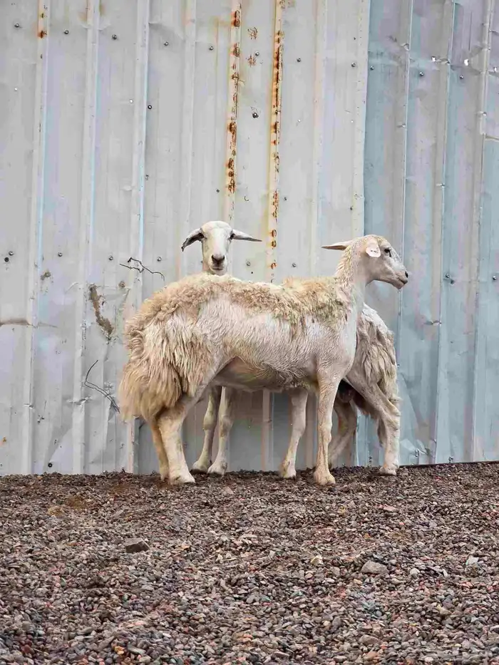 ضان حريات للبيع 1