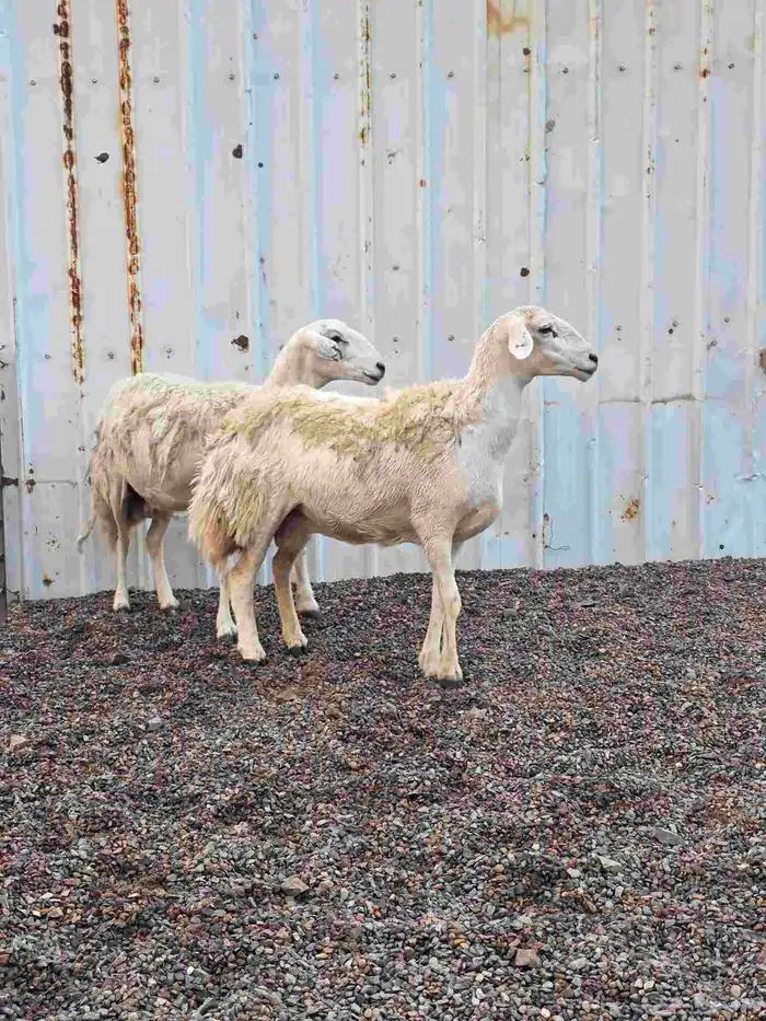 ضان حريات للبيع 3