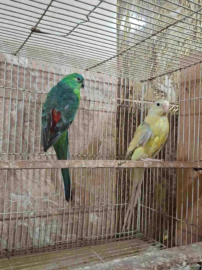 فرخ براكيت 2