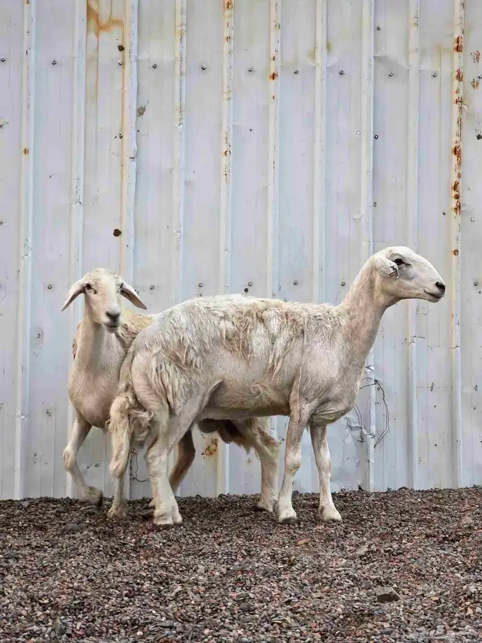 ضان حريات للبيع 4