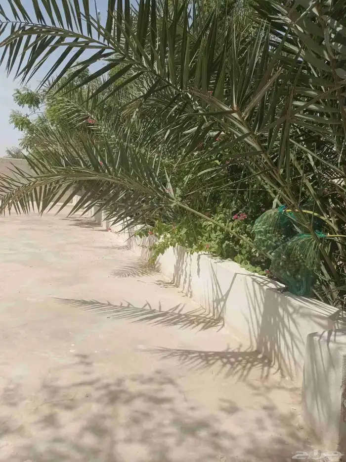 الخرج الهياثم العفجه نجديه الرحمانيه الشديده الرفايع العتيق 4