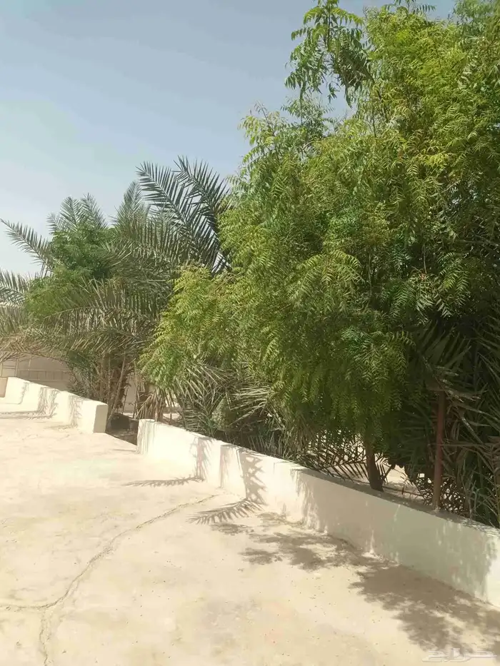 الخرج الهياثم العفجه نجديه الرحمانيه الشديده الرفايع العتيق 3