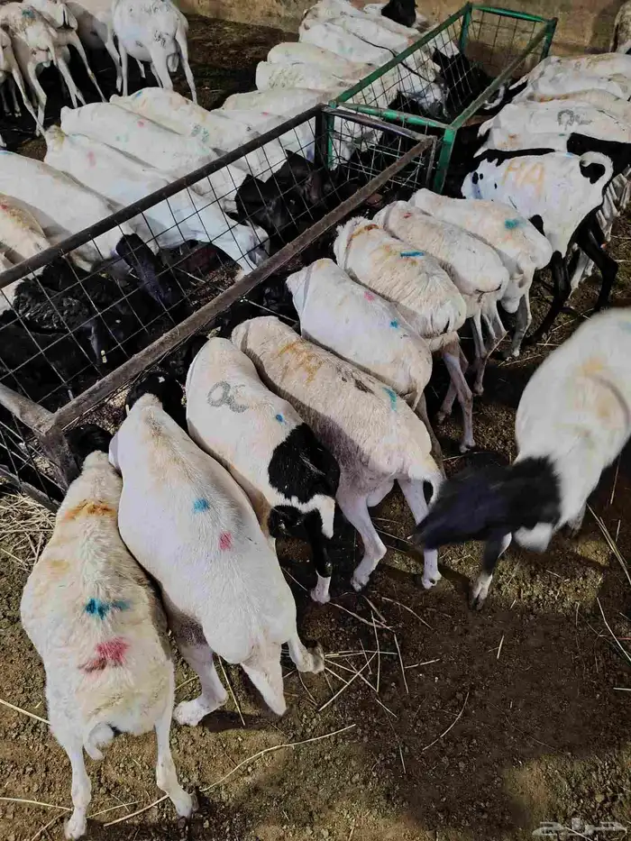 برابر صومالية مرابى 2