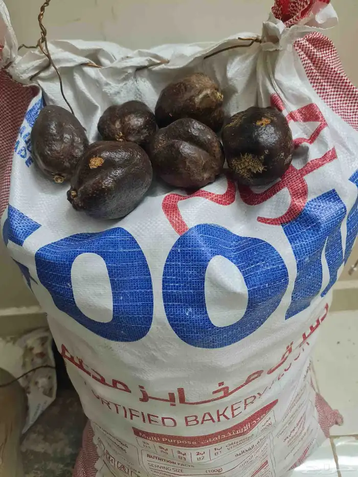 دوم للبيع بالمدينه المنوره جديد وحلو مشروط 1