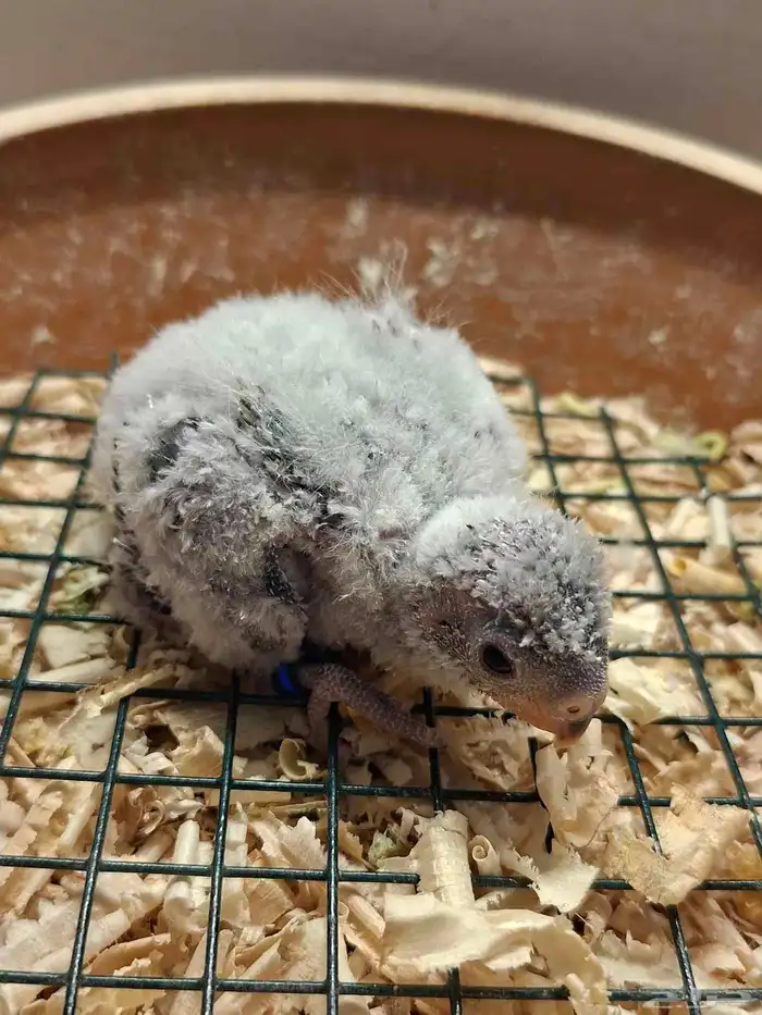 فرخ براكيت 0