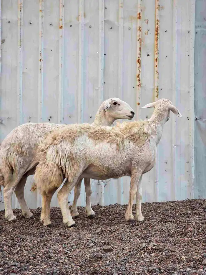 ضان حريات للبيع 2