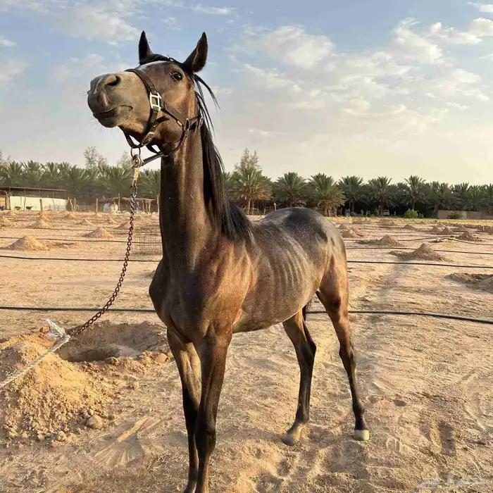 مهر واهو البيع مستعجل 1