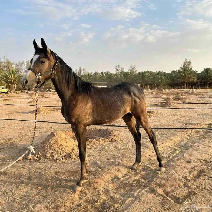 مهر واهو البيع مستعجل 0