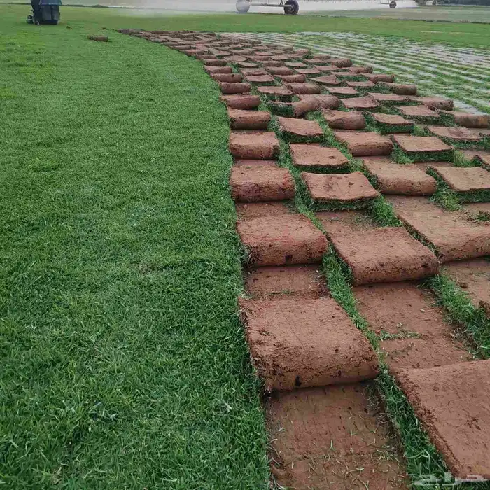 التيل الطبيعي في الخرج حي الدلم 6