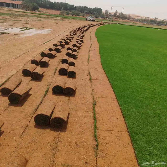 التيل الطبيعي في الخرج حي الدلم 0