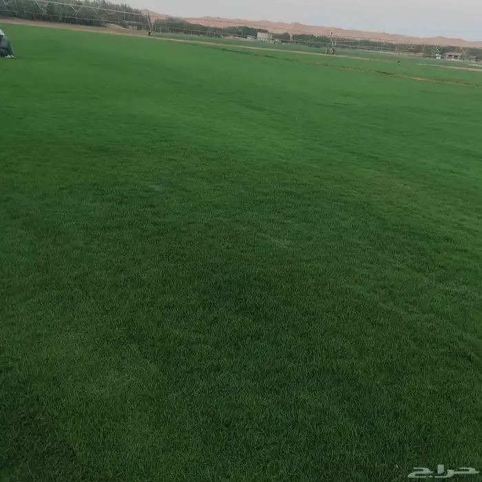 التيل الطبيعي في الخرج حي الدلم 8