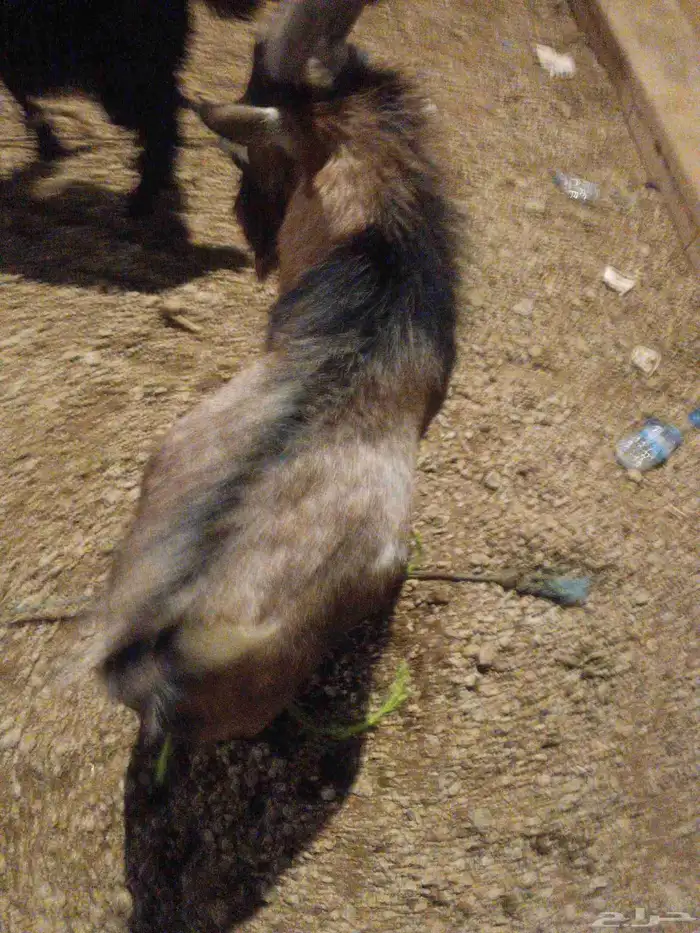 تيس قزم يضرب شرط سنه تام 2