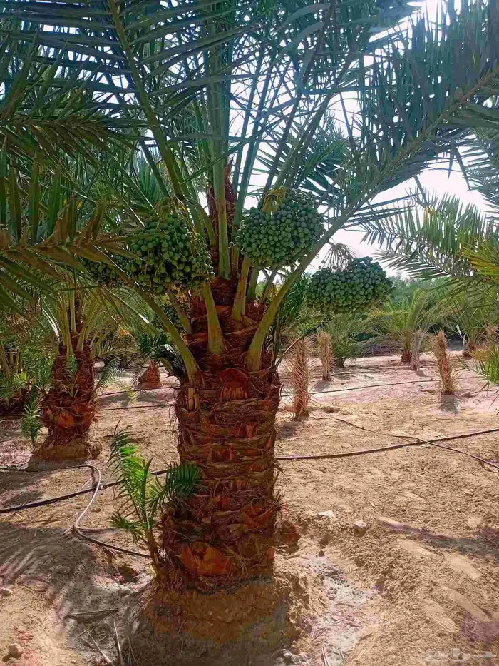 شبك مجلفن 0