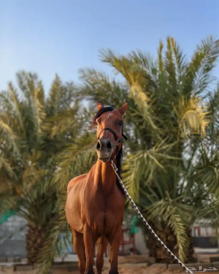 فرس شعبية للبيع 0