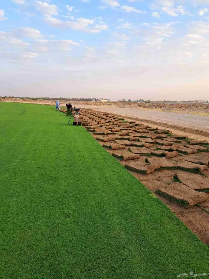 التيل الطبيعي في الخرج حي الدلم 1