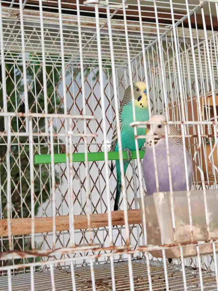 بادجي وزيبرا للبيع 1