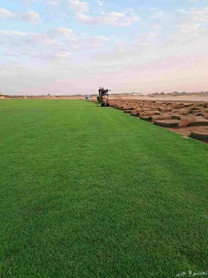 التيل الطبيعي في الخرج حي الدلم 2