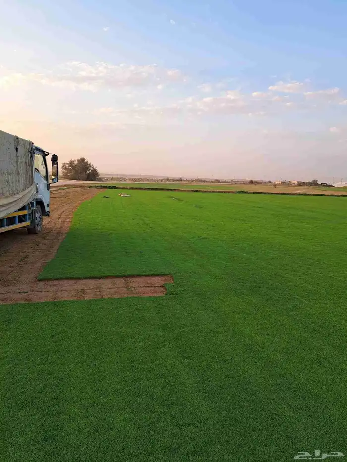 التيل الطبيعي في الخرج حي الدلم 3