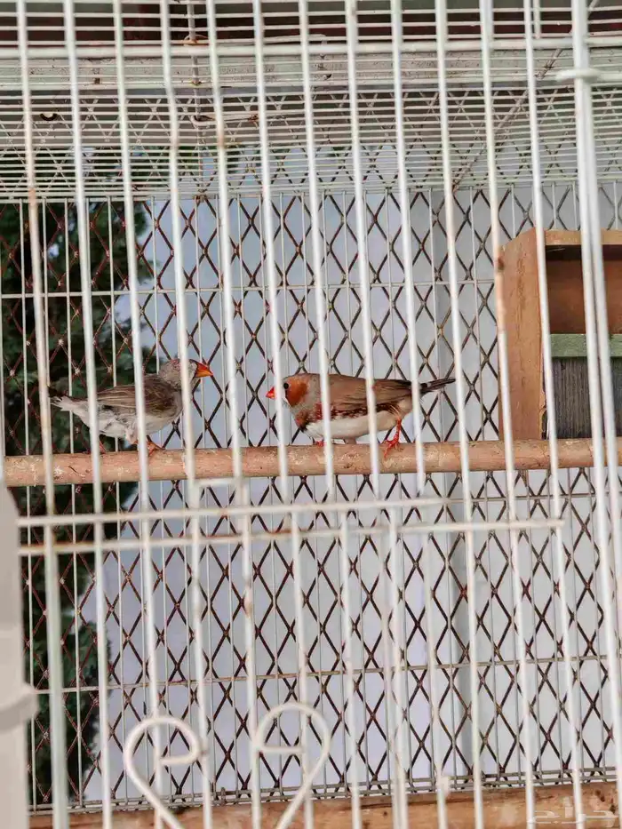 بادجي وزيبرا للبيع 2