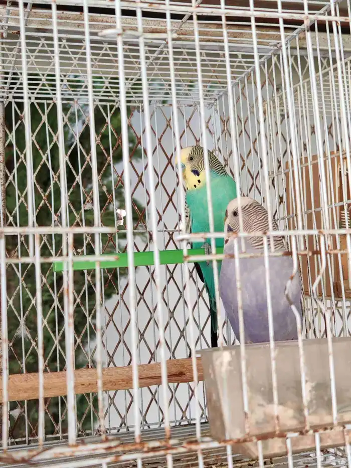 بادجي وزيبرا للبيع 0