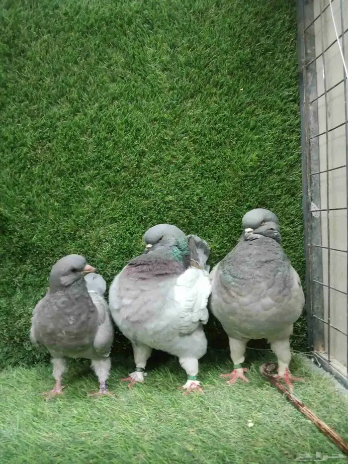 كنق مودينا امريكي بوت 8
