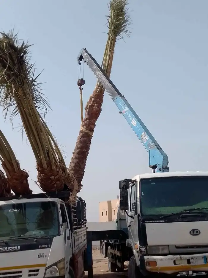 يوجد لدينا نخل مجذر ونخل زينه وعربي علا جميع المقاسات 3