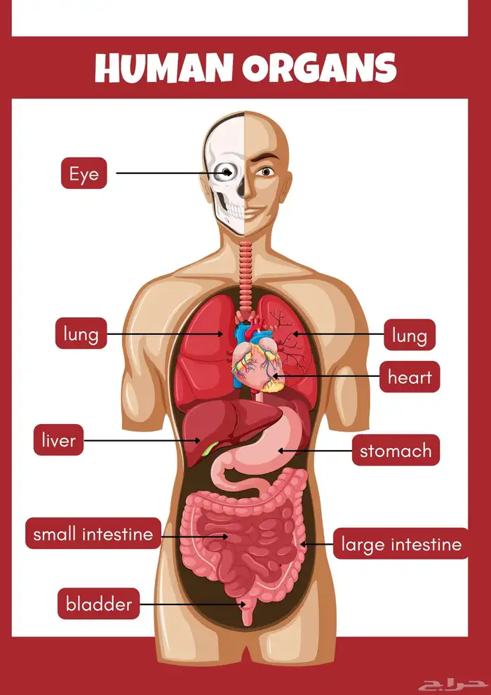 كورس مصطلحات طبية Medical Terminology 0