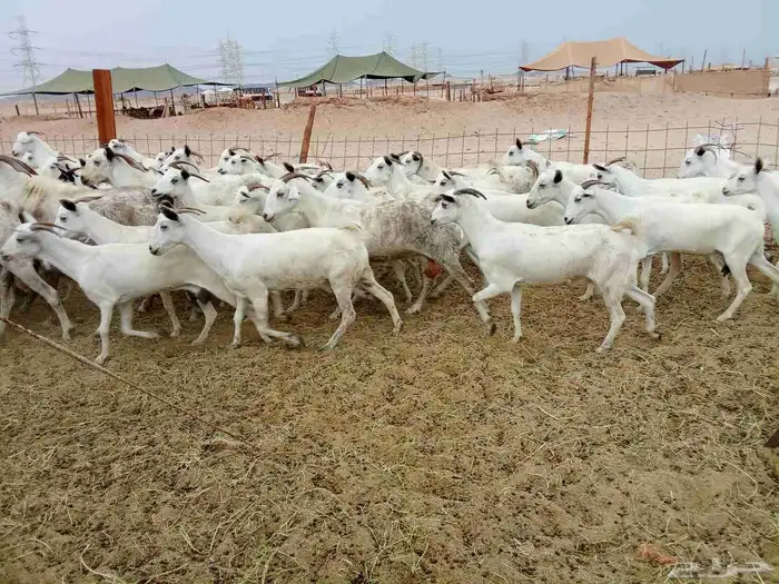 معزه بشبه العدد 91 1