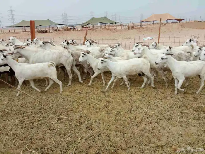 معزه بشبه العدد 91 5