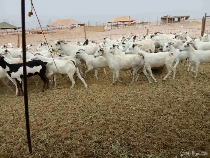 معزه بشبه العدد 91 9