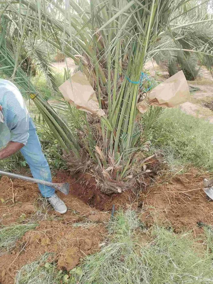 نخيل مثمر للبيع صقعي سكري اخلاص هلالي مجدوله شيشي خضري برحي 1