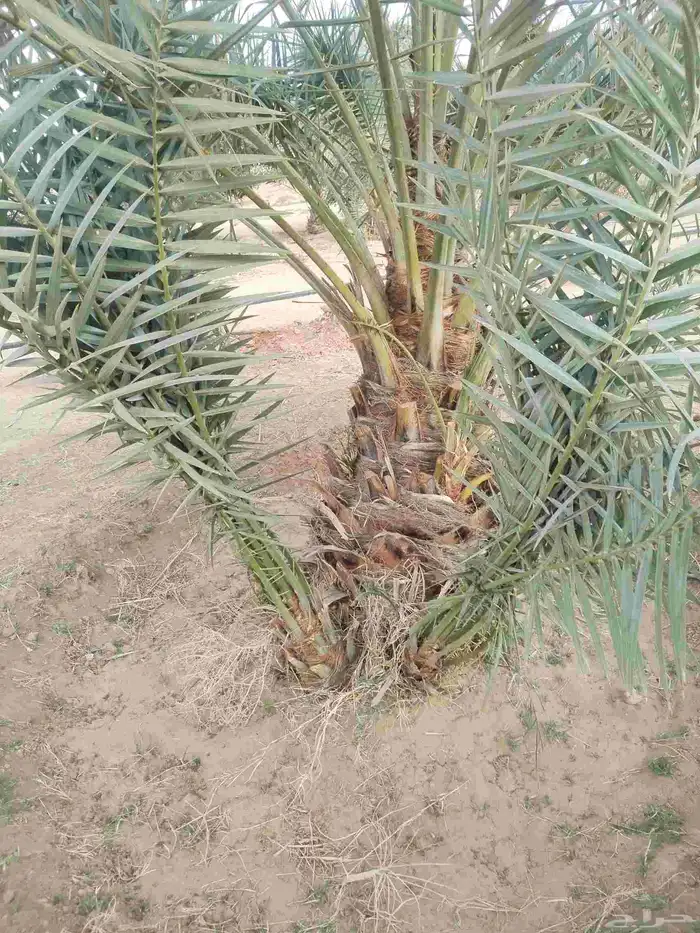 نخيل مثمر للبيع صقعي سكري اخلاص هلالي مجدوله شيشي خضري برحي 6